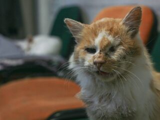 Tienduizenden huisdieren noodgedwongen achtergelaten door oorlog in Oekraïne