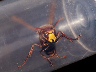 Geniet van deze wespen in jouw tuin!