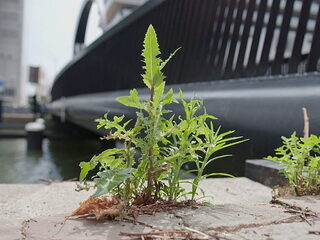 Kijk wat vaker naar grond: stoepplantjes belangrijk voor biodiversiteit
