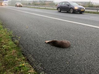 Veel otters vinden dood op snelweg: tijd voor faunapassages