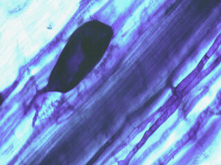 Schimmel geeft boost aan plantengroei