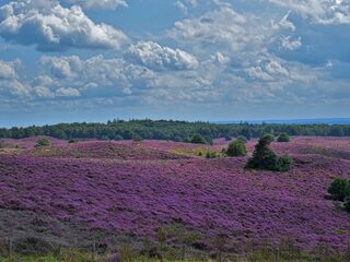 Nederlandse natuur is onwaarschijnlijk mooi: behouden en beschermen is belangrijk