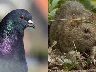 Waarom (vliegende) ratten eigenlijk heel slim zijn
