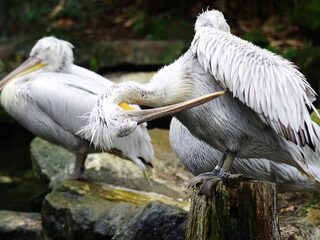 Kroeskoppelikaan keert na vijf eeuwen misschien weer terug in Nederland