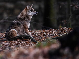 'Geef subsidie voor schrikdraadnetten om de wolf te weren'