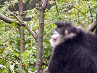 Chinese stompneusaap begraaft z'n doden