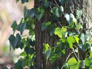 Welke dieren leven op klimop?