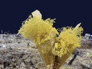 Onderzoekers gaan gigantische ondergrondse schimmelnetwerken in kaart brengen