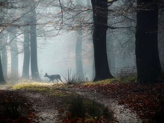 'Stukken bos afsluiten in ruil voor een ruime vergoeding, het lijkt me niet echt nodig'