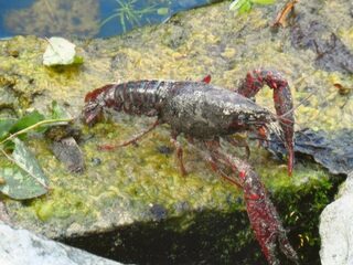 Kreeft niet meer levend in de pan
