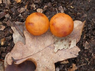 Honderd soorten galwespen: 'Wat zijn ze prachtig om te zien'