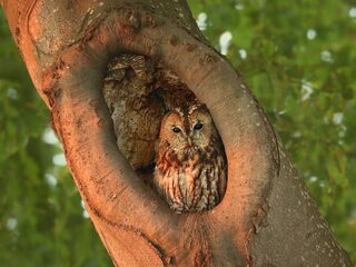 Edense bosuil is er wel heel vroeg bij dit jaar