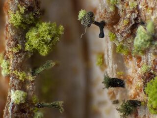 Mysterieuze regenschaduwspecialisten zijn te vinden in oude bossen