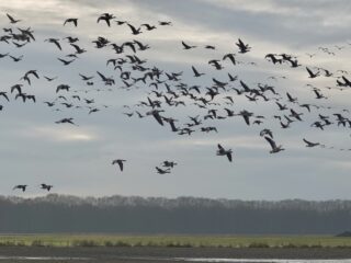 Vogels veel last van vuurwerk: 'Tijd voor verbod op vuurwerk rond natuurgebieden'