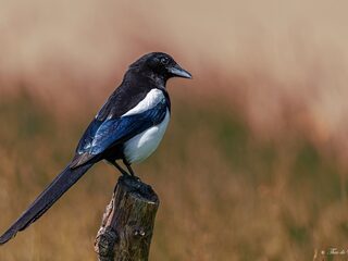 Zijn de slimste dieren in de natuur alleseters?