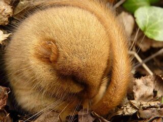 Jonger worden door te slapen? Deze dieren gaan de komende maanden in winterslaap