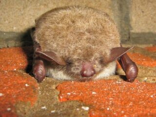 Meervleermuis en de energietransitie: een ongelukkige combinatie