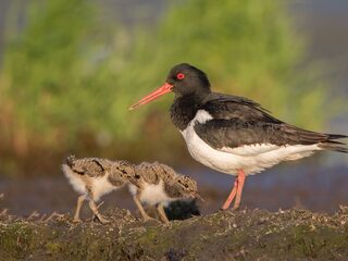 Scholeksters broeden steeds vaker op daken: waarom?