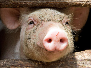 Succesvolle transplantatie varkensnier is trieste mijlpaal: 'geen enkel proefdier keert terug'