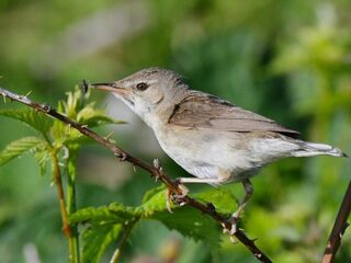 Voor het eerst broedt de struikrietzanger in Nederland