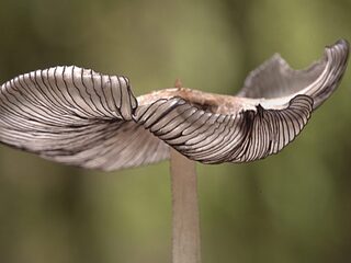 Het mysterieuze 'Wood Wide Web' onder de grond