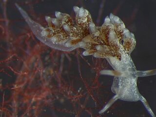 Nieuwe slakken in het Veerse Meer: biologen staan voor een raadsel