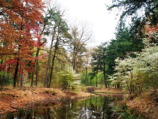 Meer bos in Nederland op plek van verdwenen woud: een groene toekomst met historische logica