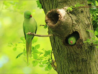 Halsbandparkieten in Nederland: hoeveel zijn er?