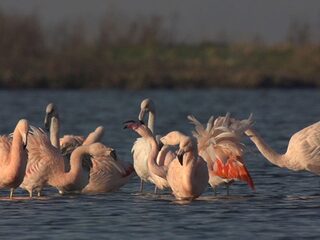 Veranderen van geslacht, homoseksualiteit en geëmancipeerde vrouwen in het dierenrijk