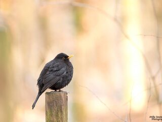 'Sommige dieren zingen het beste zonder wedstrijd'