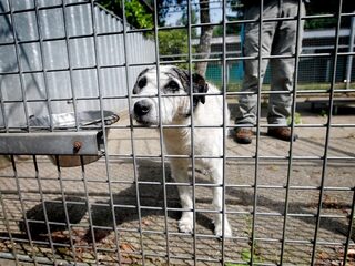 Stand.nl: 'De hondenverkoop via internet moet aan banden worden gelegd'