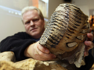 17.000 jaar oude slagtand van mammoet brengt nieuwe ontdekking aan het licht