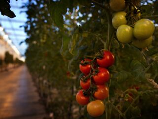 We gebruiken veel minder gas, ook tomatenteler Jacob: 'Behoorlijke impact'
