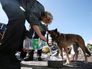 'Ruiken de honden de geur van de dood, dan worden ze heel fanatiek'