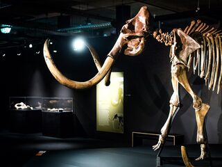 Gaat de mammoet ons redden van klimaatverandering?