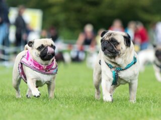 Stand.nl: 'Het importeren van doorgefokte dieren moet verboden worden'