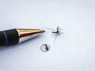Foto van mug helpt onderzoekers ziekteverwekkende muggen op te sporen