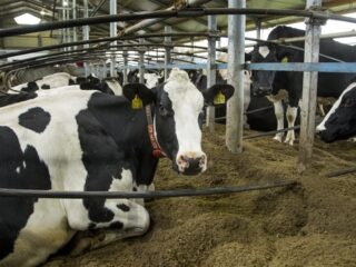 Stand.nl: Kabinet, schiet op met stikstofbeleid