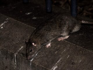 Feit of fictie: 'In een straal van 20 meter van jezelf zit altijd wel een rat'