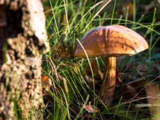 Poolse paddenstoelenpaniek