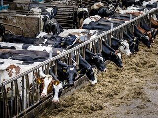 Stand.nl: 'Het kabinet moet in één keer de meest vervuilende boeren uitkopen'