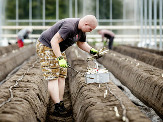 Krapte in de landbouw: 'Er zijn Tunesiërs en Oekraïners nodig'