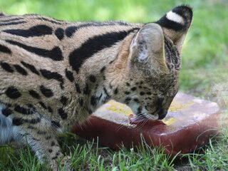 Kritiek op lijst met huisdieren die je nog wél mag houden: 'Elk dier is een risico'