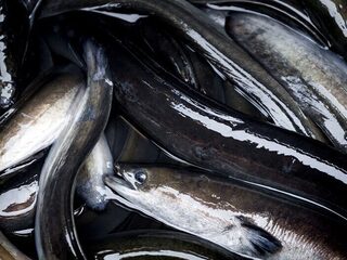 We eten graag een broodje paling, maar van het dier zelf weten we weinig