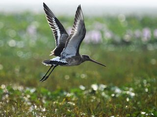 Het gaat niet goed met onze nationale vogel: 'Hij is voortdurend op de vlucht'