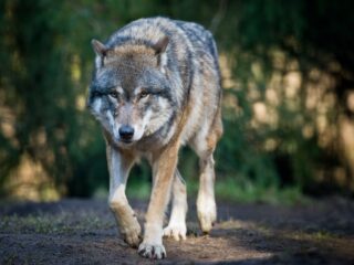 In Noord-Macedonië zijn sommigen de wolf liever kwijt dan rijk