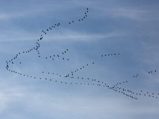 De mysterieuze reizen van onze vogels: de vogeltrek