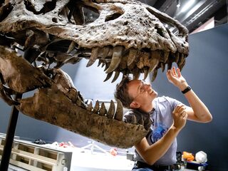 Waarom zijn we zo gefascineerd door dino's?