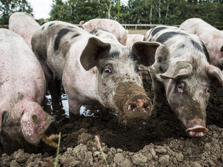 Veel minder varkensboeren stoppen met hun bedrijf dan verwacht