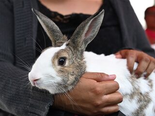 Stand.nl: 'Met de nieuwe dierenwet slaan we door in dierenwelzijn'